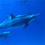 Delfinfamilie-Q