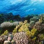 Korallenlandschaft-Q